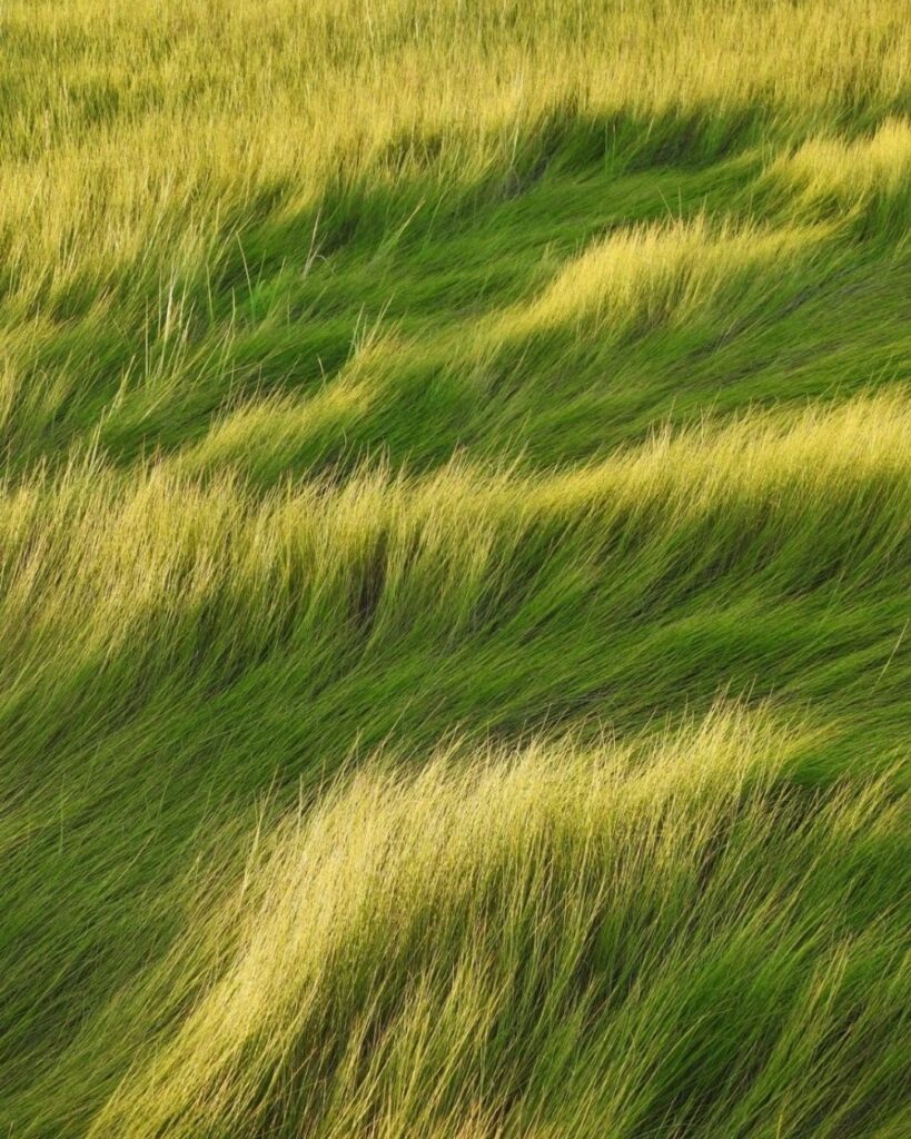 Abstract, close up image of grass blowing in the wind. Feeling soothing and peaceful 